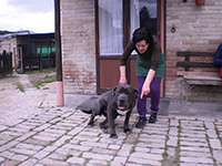 cane corso sitting